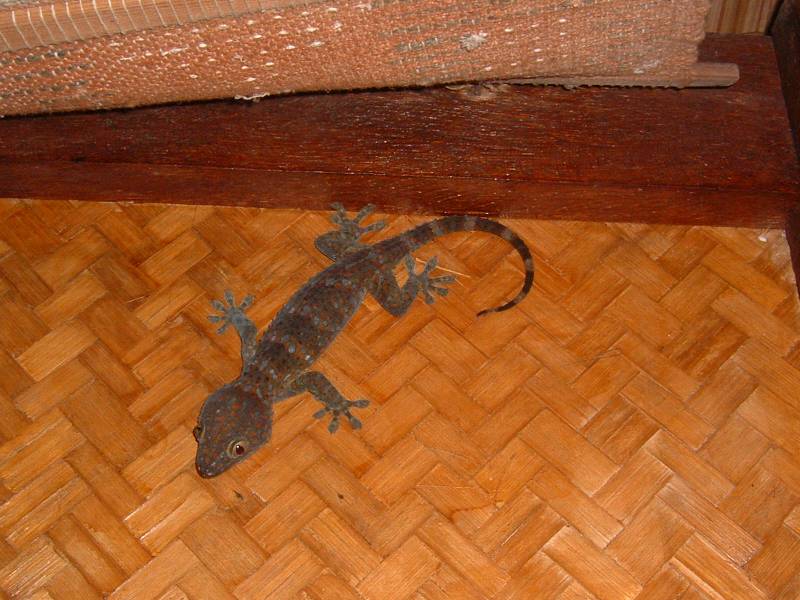 gecko travel writing